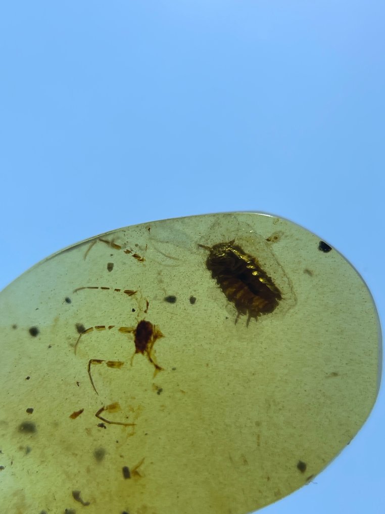 Chihlimbar - Chihlimbar - Isopoda, Burmese Amber, Insect Amber,013  (Fără preț de rezervă) #4.3