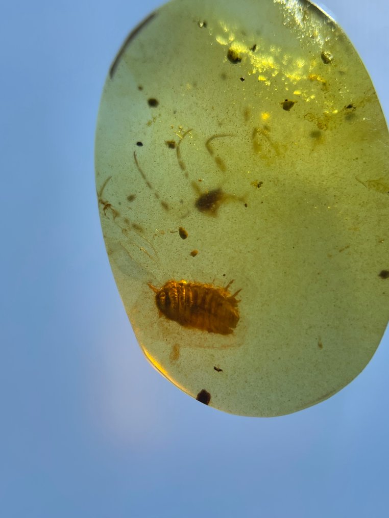 Chihlimbar - Chihlimbar - Isopoda, Burmese Amber, Insect Amber,013  (Fără preț de rezervă) #3.2