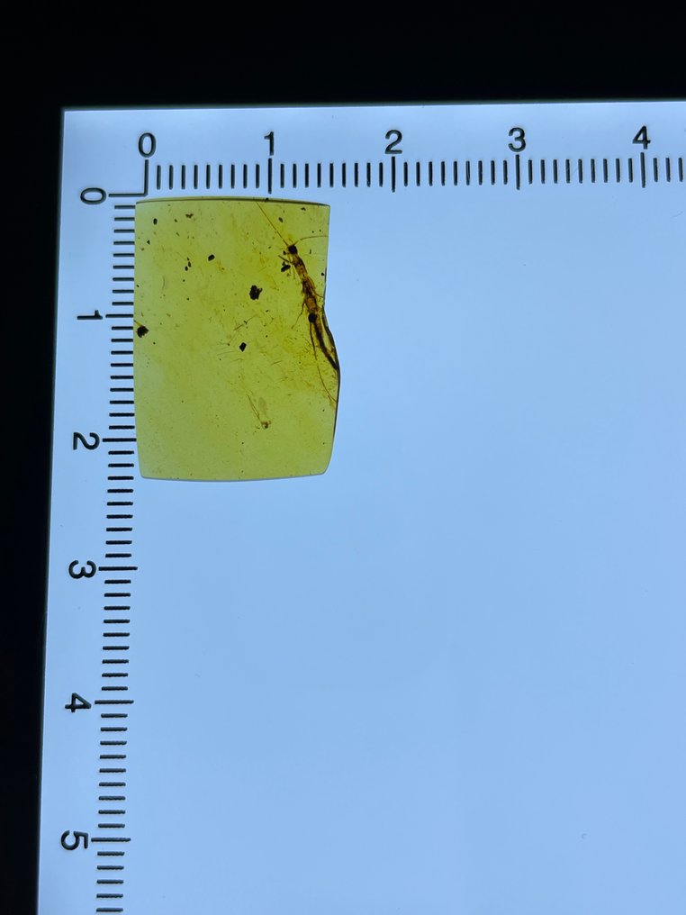 Rav - Rav - Phasmida, Burmese Amber, Insect Amber,028  (Ingen mindstepris) #1.0