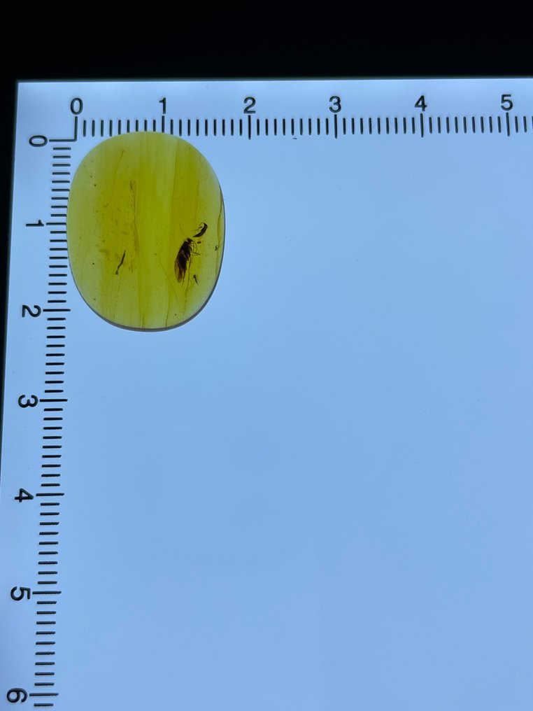 Rav - Rav - Trichoptera, Burmese Amber, Insect Amber,010  (Ingen mindstepris) #1.0