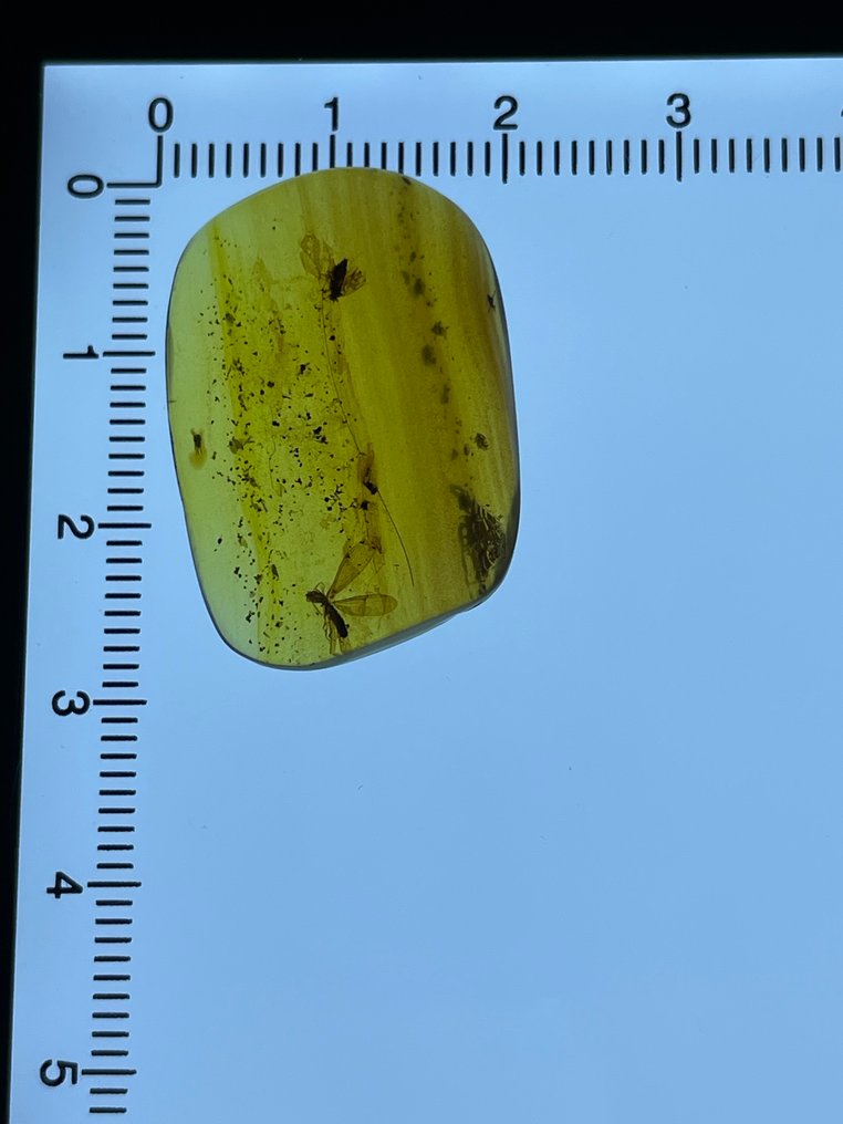 Amber - Barnsteen - Isoptera, Burmese Amber, Insect Amber,037 (Zonder Minimumprijs) #2.1