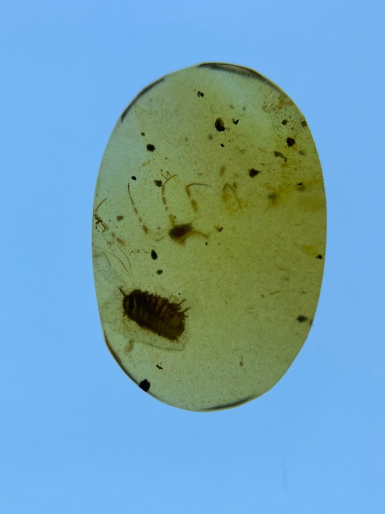 Chihlimbar - Chihlimbar - Isopoda, Burmese Amber, Insect Amber,013  (Fără preț de rezervă) #2.1