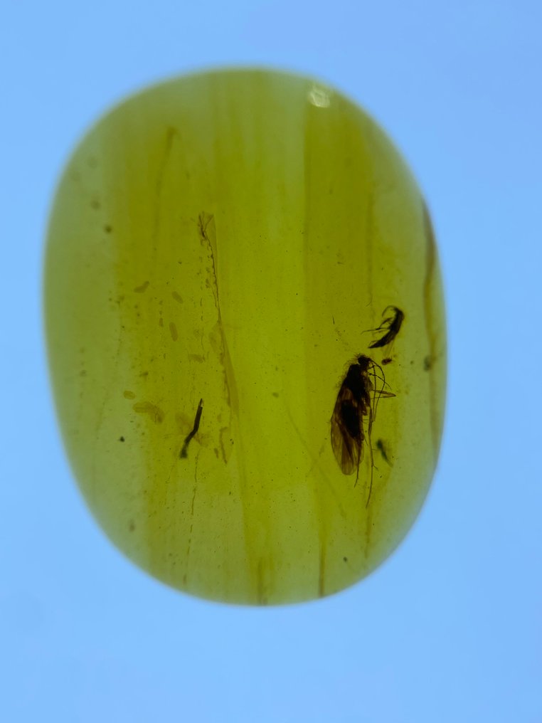 Rav - Rav - Trichoptera, Burmese Amber, Insect Amber,010  (Ingen mindstepris) #2.1