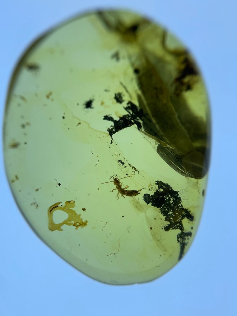 Chihlimbar - Chihlimbar - Dermaptera, Burmese Amber, Insect Amber,034 (Fără preț de rezervă) #2.1