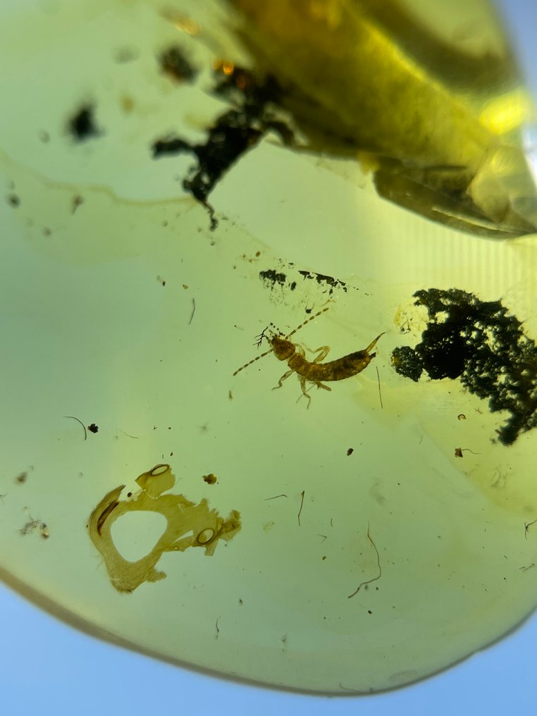 Chihlimbar - Chihlimbar - Dermaptera, Burmese Amber, Insect Amber,034 (Fără preț de rezervă) #1.0