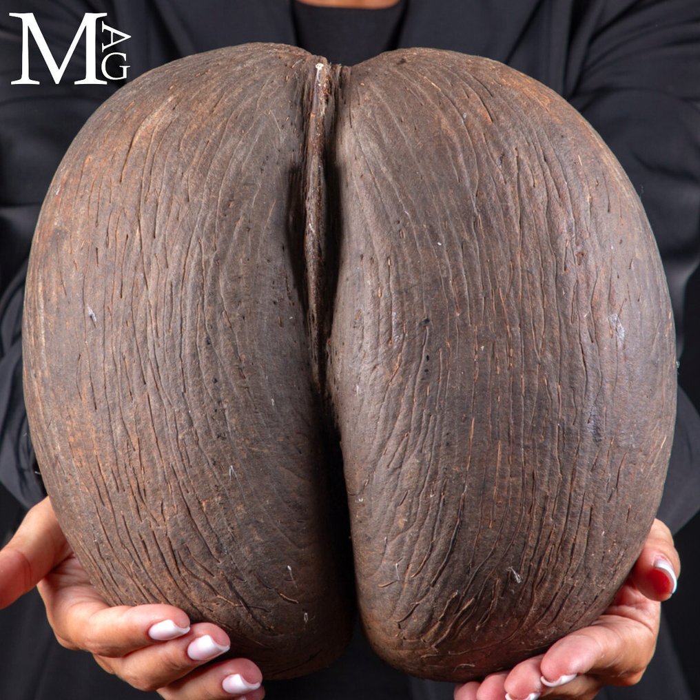 Coco De Mer - Coco de Fesses - Największe nasiono na świecie - Rzadkość - Wysokość: 242 mm - Szerokość: 233 mm- 1140 g #1.0