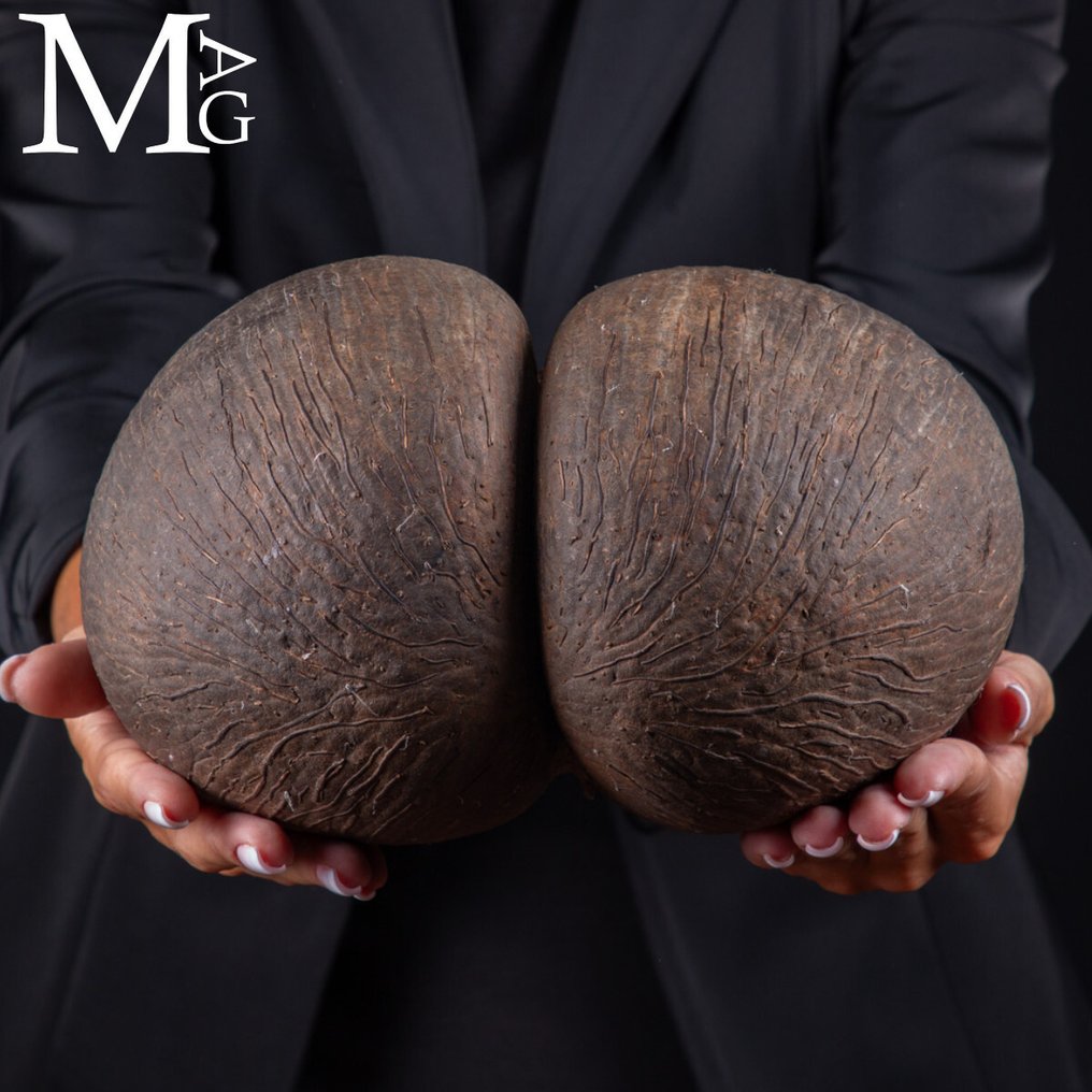 Coco De Mer - Coco de Fesses - Największe nasiono na świecie - Rzadkość - Wysokość: 242 mm - Szerokość: 233 mm- 1140 g #3.2