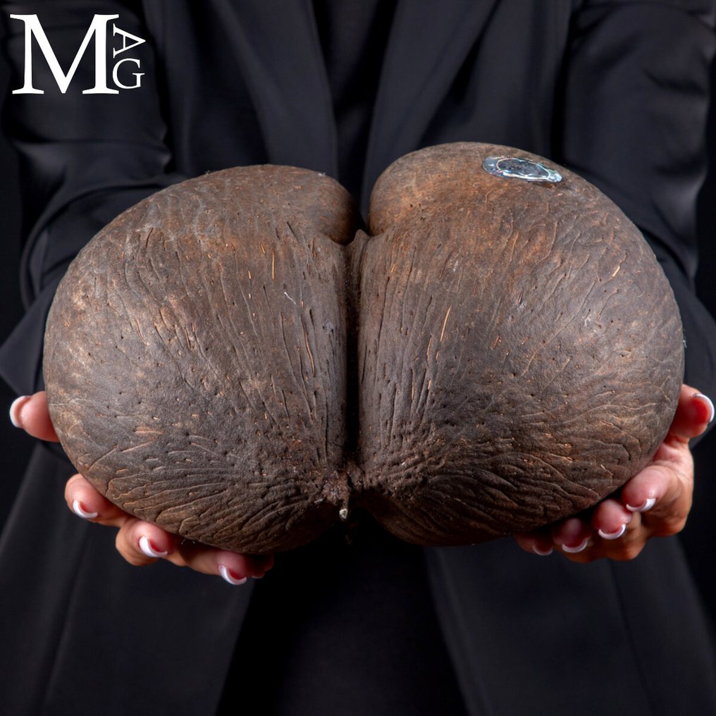 Coco De Mer - Coco de Fesses - Największe nasiono na świecie - Rzadkość - Wysokość: 242 mm - Szerokość: 233 mm- 1140 g #2.1