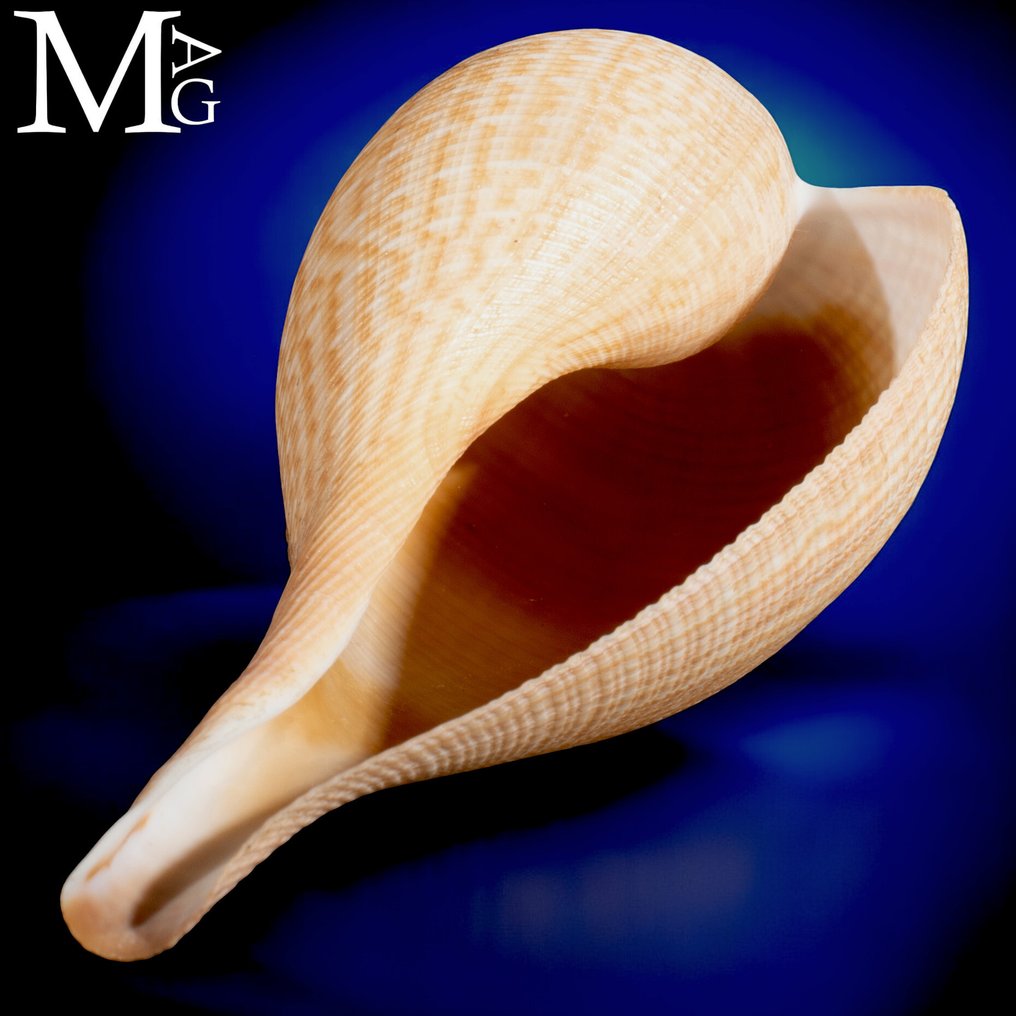 Elegant and graceful, this beautiful shell. Ficus Gracilis - Height: 136 mm - Width: 65 mm- 19 g #4.3