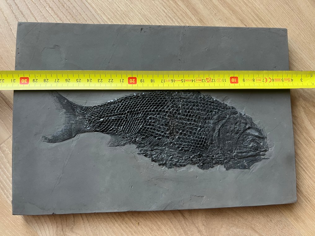 Animale fossilizzato - Asialepidotus shingyiensis - 27 cm - 18 cm #1.0