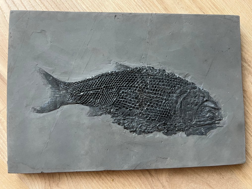 Animale fossilizzato - Asialepidotus shingyiensis - 27 cm - 18 cm #1.0