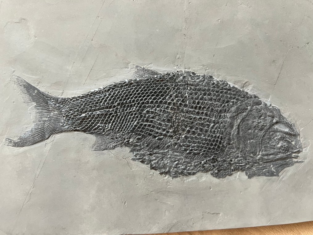 Animale fossilizzato - Asialepidotus shingyiensis - 27 cm - 18 cm #3.2