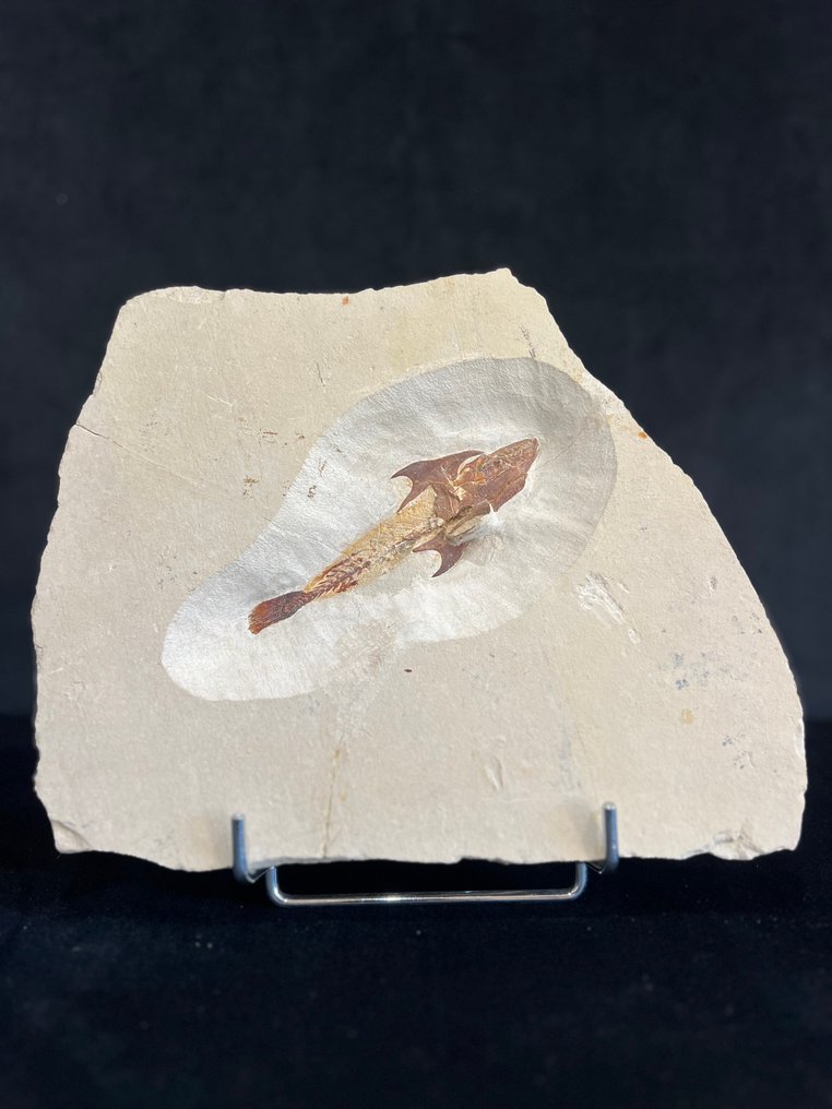 Fish - Απολιθωμένος σκελετός - Coccodus - 27.5 cm - 23.5 cm #1.0