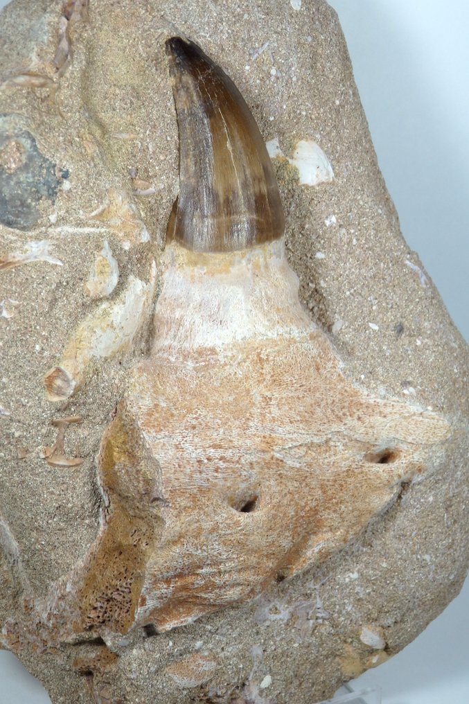 Mosasaur - Fossil kjeve - Prognatodon giganteous tooth in matrix - Fossil mandible fragment - 100% Natural - Main tooh is - 200 mm - 75 mm #2.1