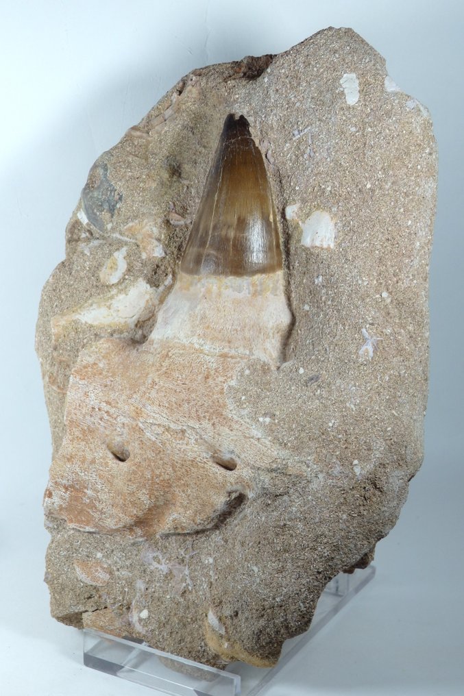 Mosasaur - Fossil kjeve - Prognatodon giganteous tooth in matrix - Fossil mandible fragment - 100% Natural - Main tooh is - 200 mm - 75 mm #1.0