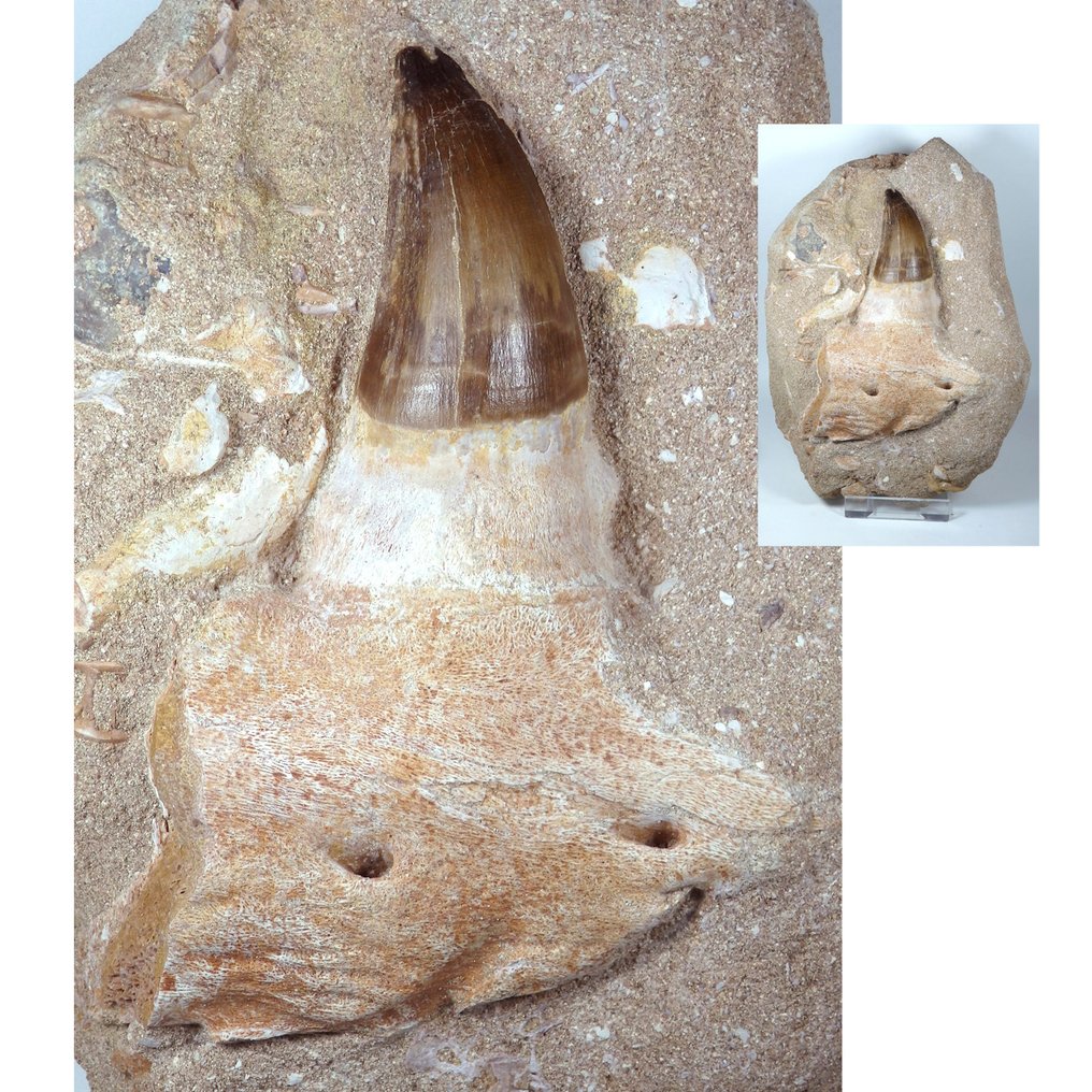 Mosasaur - Fossil kjeve - Prognatodon giganteous tooth in matrix - Fossil mandible fragment - 100% Natural - Main tooh is - 200 mm - 75 mm #1.0