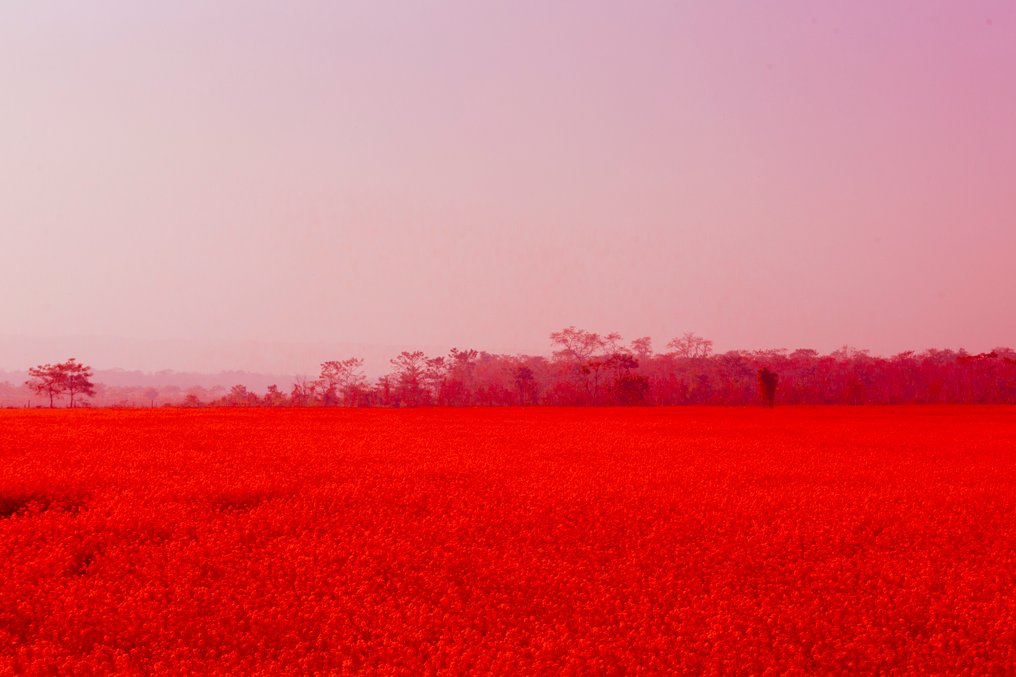 Viet Ha Tran - Red flower field in Nepal #1.0
