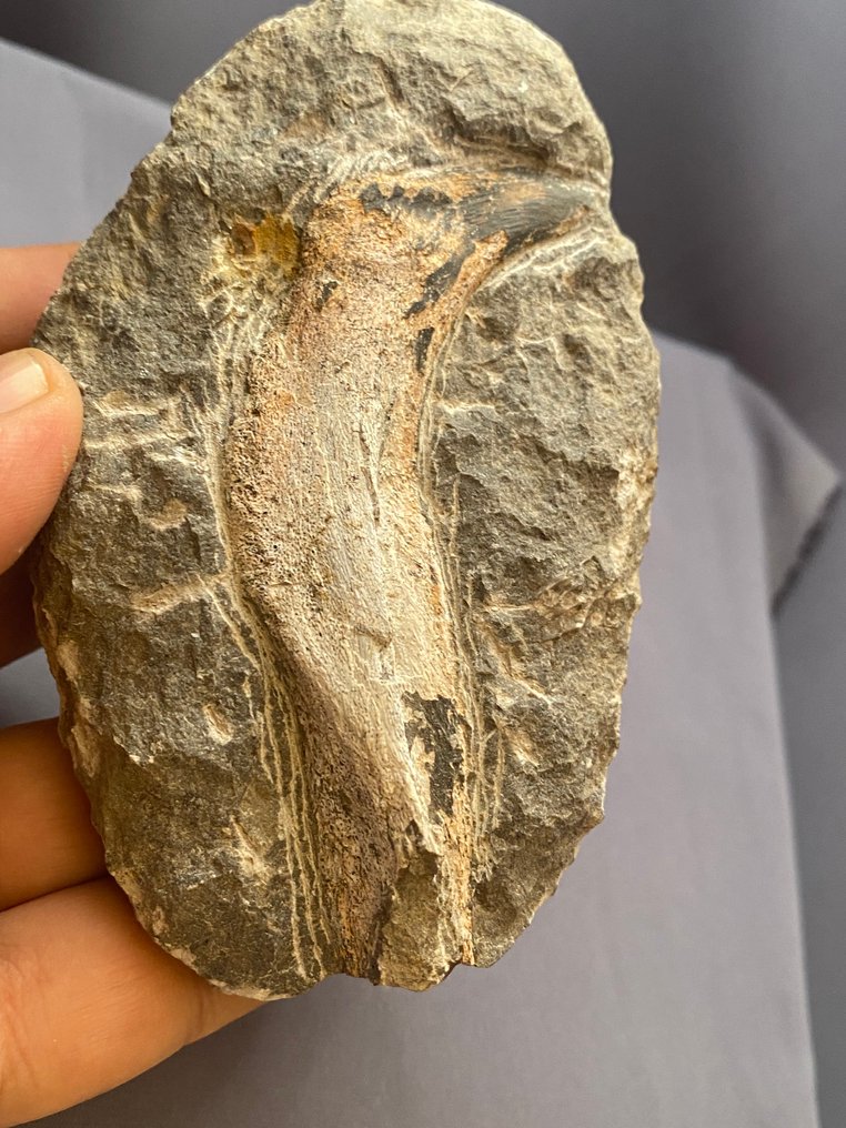 鱼 - 骨骼化石 - Placoderm bone - 9.5 cm #3.2