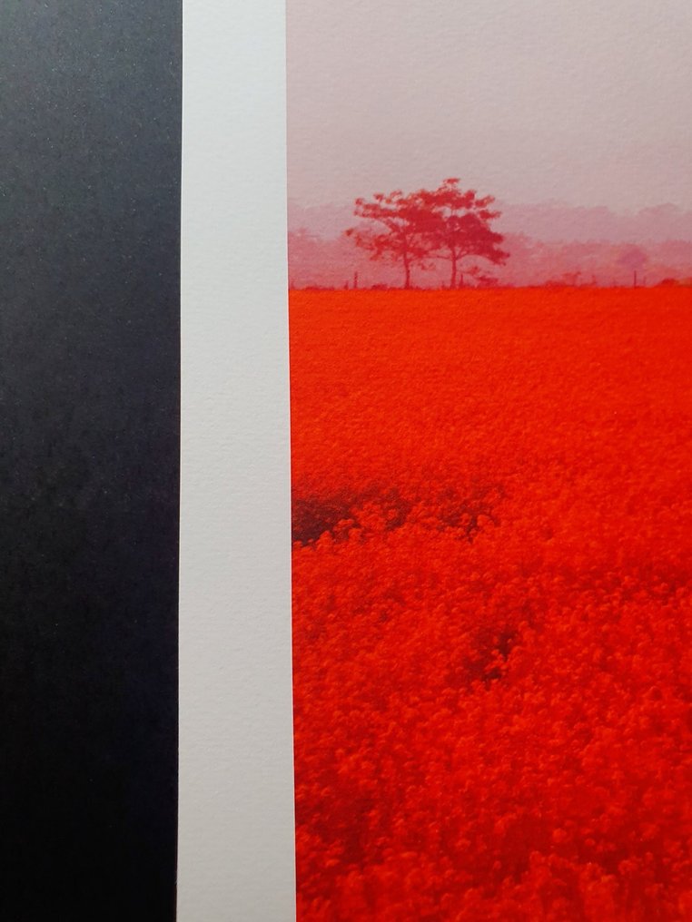 Viet Ha Tran - Red flower field in Nepal #1.0