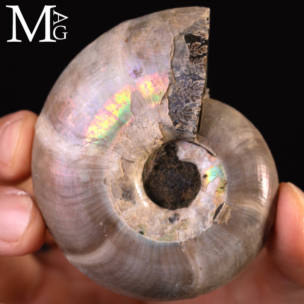 Ωραίο Raimbow Perlized Desmoceras Latidorsatum. Αμμωνίτης Iridescente Desmoceras – Μαδαγασκάρη - Ύψος: 75 mm - Πλάτος: 60 mm- 160 g #1.0