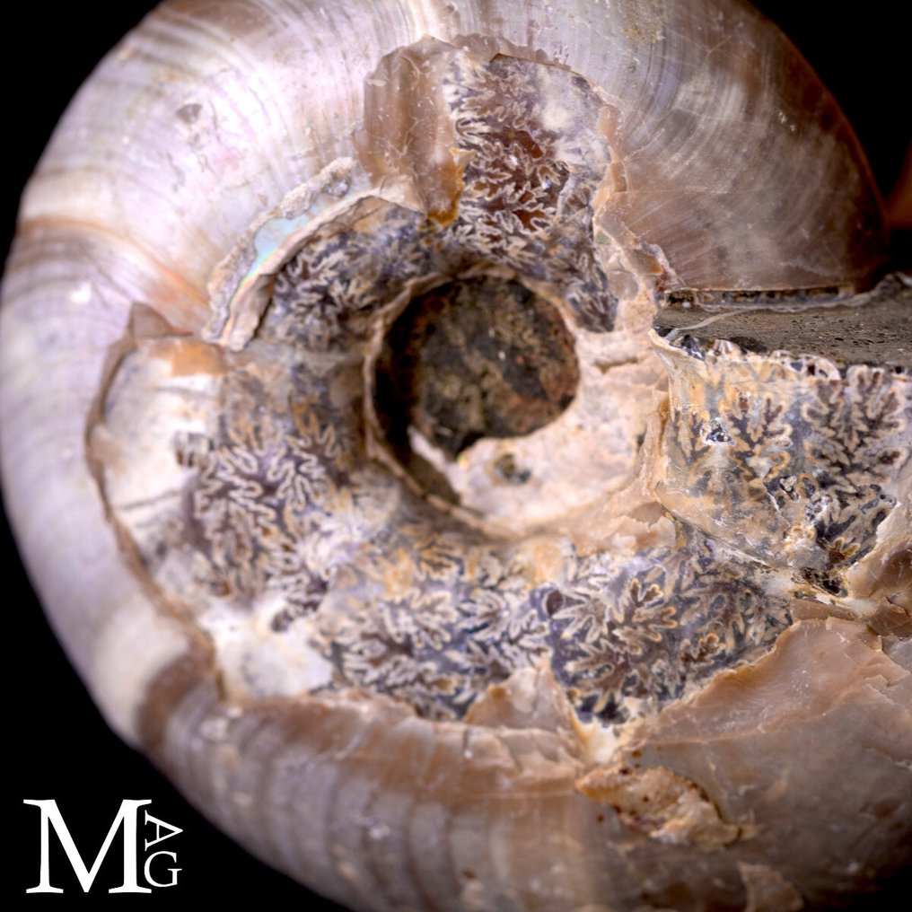 Ωραίο Raimbow Perlized Desmoceras Latidorsatum. Αμμωνίτης Iridescente Desmoceras – Μαδαγασκάρη - Ύψος: 75 mm - Πλάτος: 60 mm- 160 g #4.3