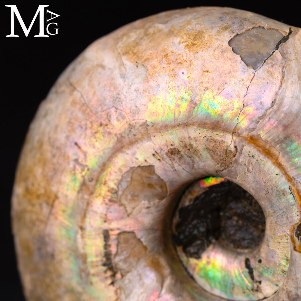 Ειδικό Ράιμποου Πέρλινζτ Ντεσμοσεράς Λατίδορσατούμ Αμμωνίτης Iridescente Desmoceras – Μαδαγασκάρη - Ύψος: 98 mm - Πλάτος: 83 mm- 366 g #3.2