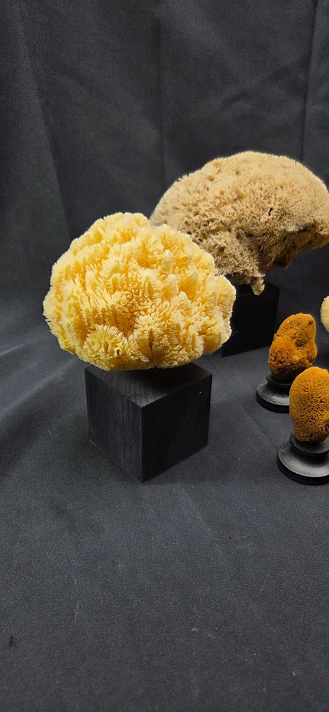 最大海绵收藏在黑色木质博物馆展架上（11件）。 动物标本剥制全身支架 - Porifera sp. - 36 cm - 25 cm - 1 cm - 非《濒危物种公约》物种 #4.3