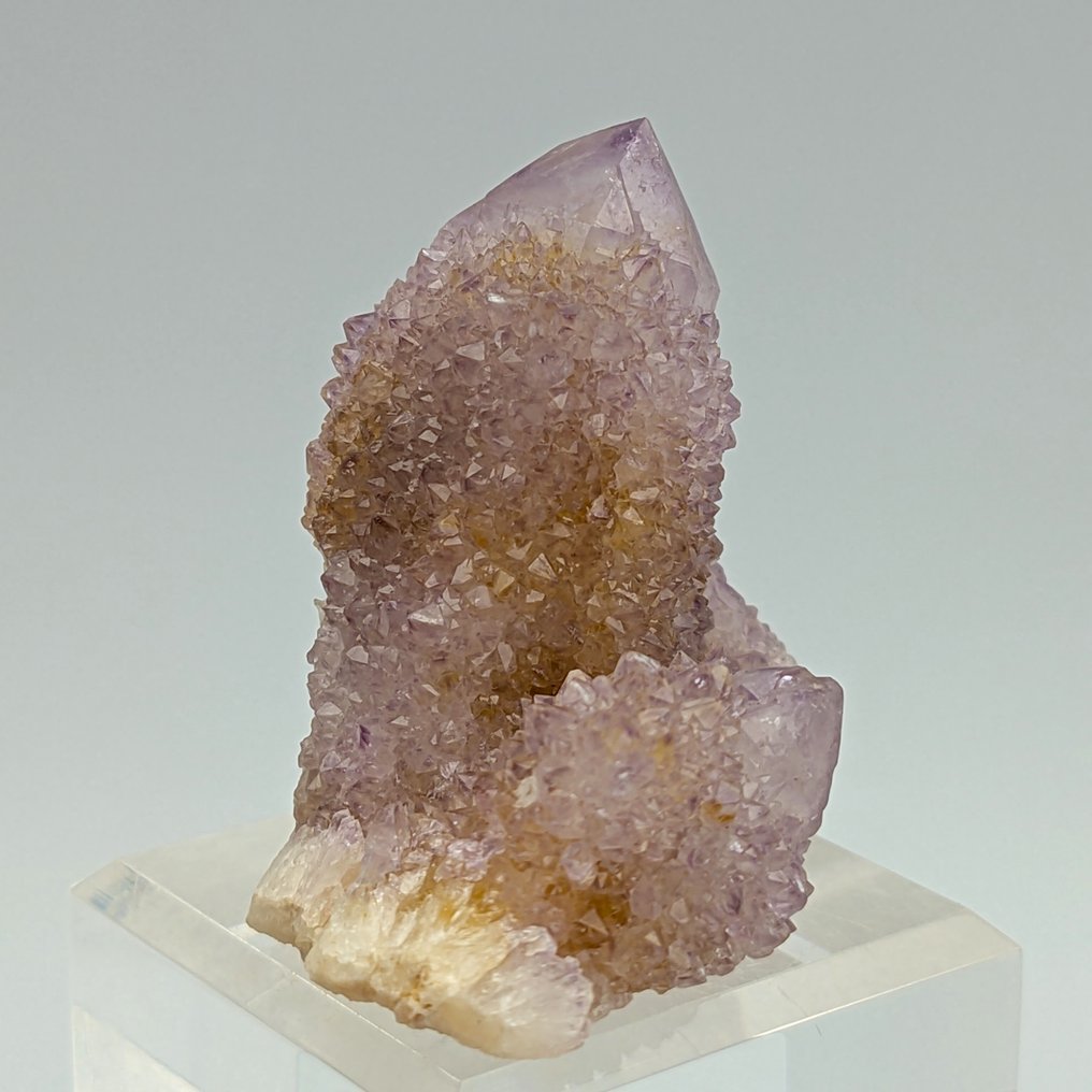 ΑMETISTA CACTUS, πάνω από 100 κρύσταλλα ΒΙΟΛΑ, εκλεπτυσμένο Κρύσταλλοι - Ύψος: 58 mm - Πλάτος: 47 mm- 56 g #3.2