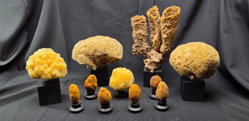 最大海绵收藏在黑色木质博物馆展架上（11件）。 动物标本剥制全身支架 - Porifera sp. - 36 cm - 25 cm - 1 cm - 非《濒危物种公约》物种 #1.0
