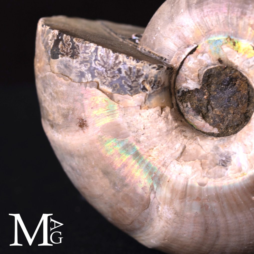 Ωραίο Raimbow Perlized Desmoceras Latidorsatum. Αμμωνίτης Iridescente Desmoceras – Μαδαγασκάρη - Ύψος: 75 mm - Πλάτος: 60 mm- 160 g #3.2