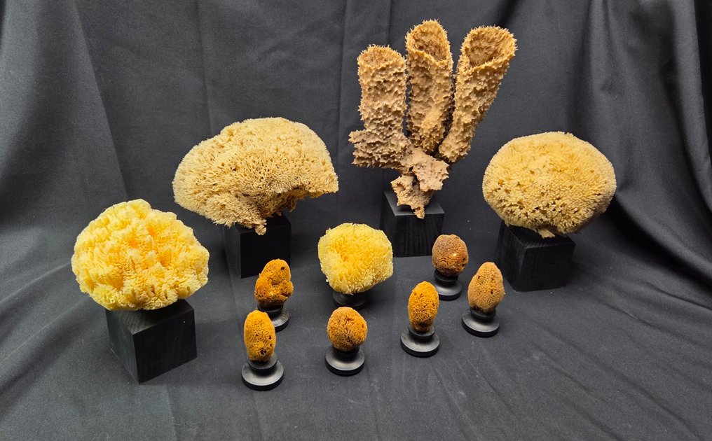 最大海绵收藏在黑色木质博物馆展架上（11件）。 动物标本剥制全身支架 - Porifera sp. - 36 cm - 25 cm - 1 cm - 非《濒危物种公约》物种 #3.2