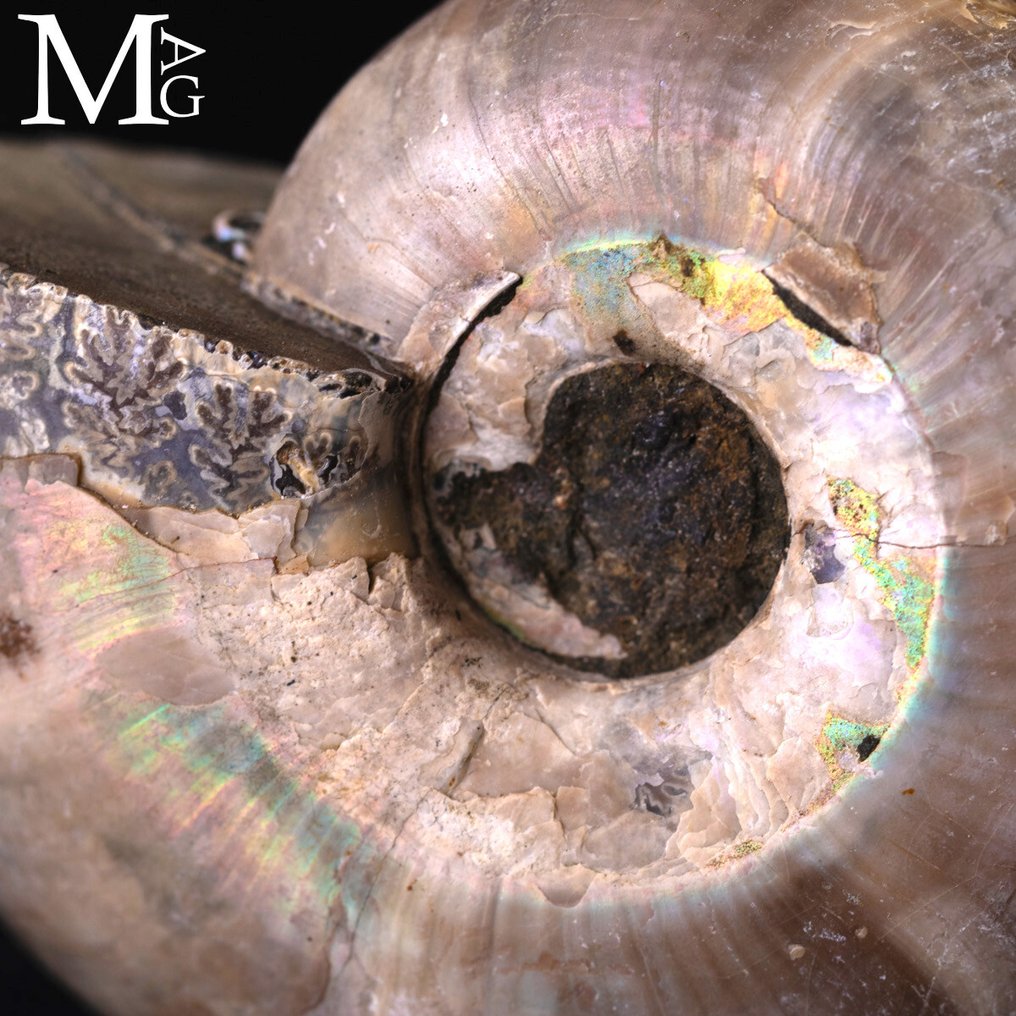 Ωραίο Raimbow Perlized Desmoceras Latidorsatum. Αμμωνίτης Iridescente Desmoceras – Μαδαγασκάρη - Ύψος: 75 mm - Πλάτος: 60 mm- 160 g #2.1