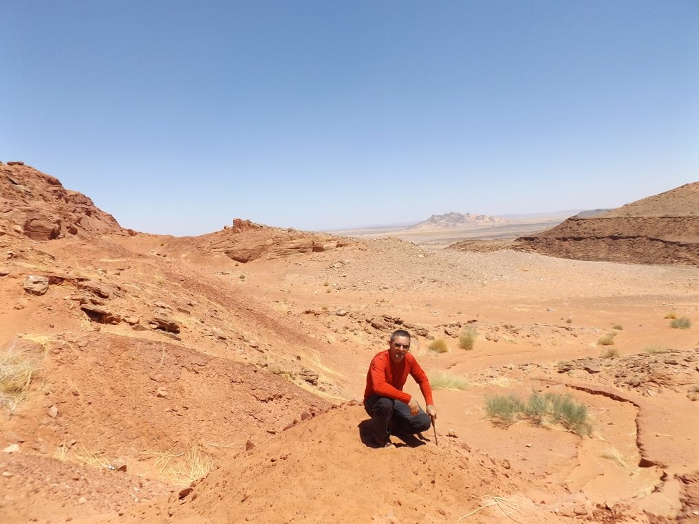 Dinoszaurusz - Fosszilis fogak - Spinosaurus aegyptiacus - 88 mm - 26 mm (Nincs minimálár) #2.1