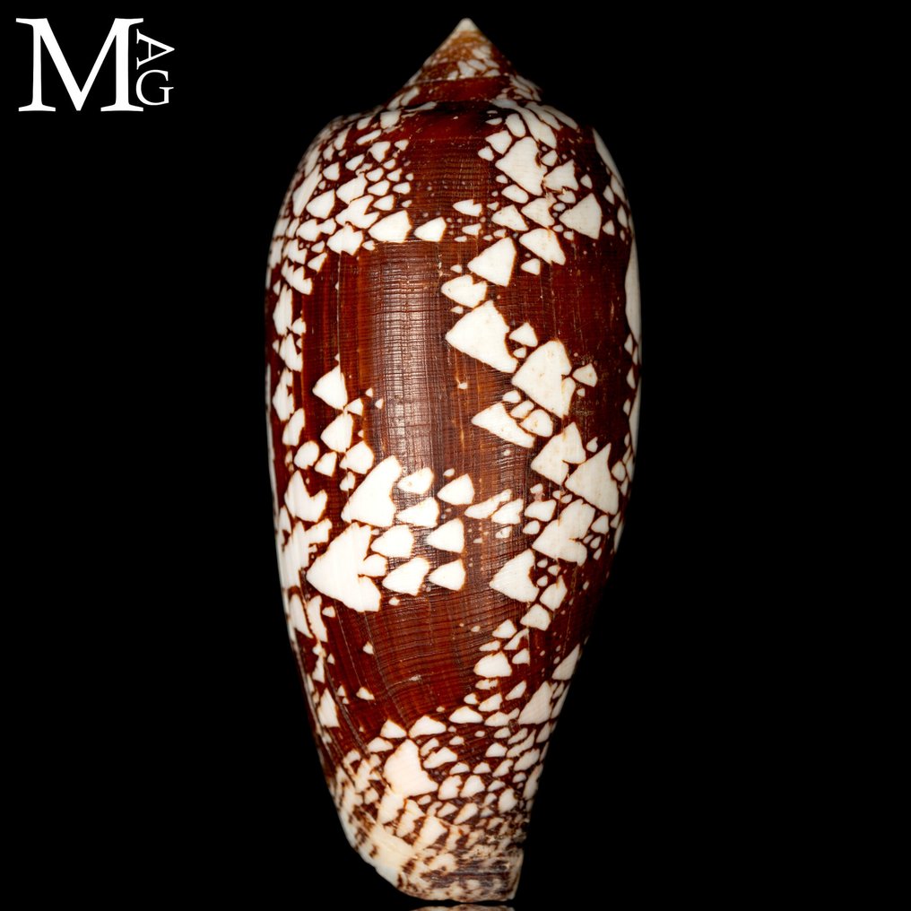 The “Prince Cone” 132mm Top!! Conus Aulicus f. Propenudus - Altezza: 132 mm - Larghezza: 55 mm- 124 g #1.0
