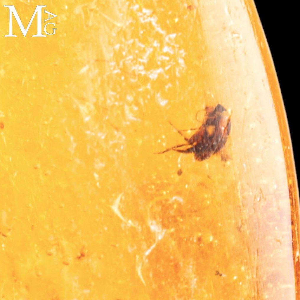 Specimen of Copal - natural - young Amber. Madagascar Copal – Fossil Resin with insect inclusions - Height: 111.5 mm - Width: 61 mm- 96 g #2.1