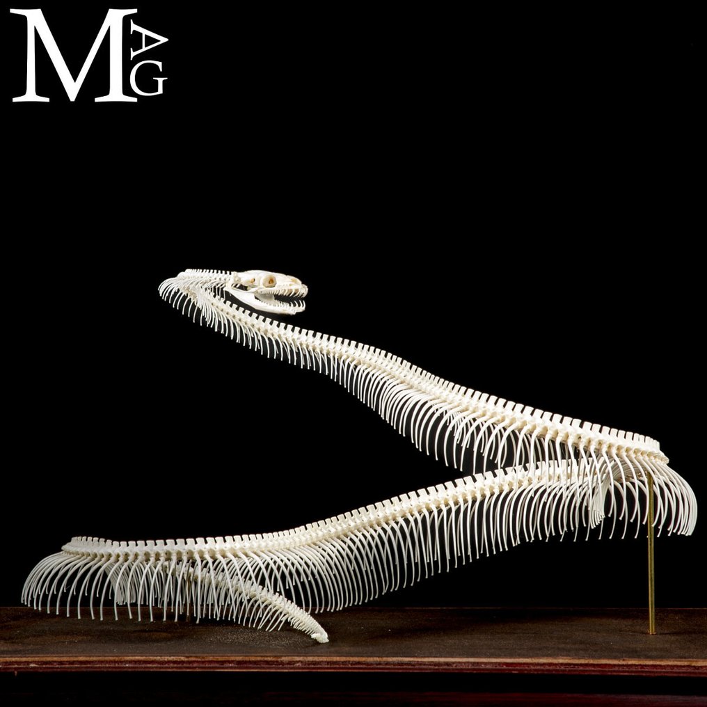 Volledig skelet van een python - Museumvoorbereiding Taxidermie volledige montage - Pitone Reale  - Python Regius - 440 mm - 290 mm - 220 mm - 1 #1.0