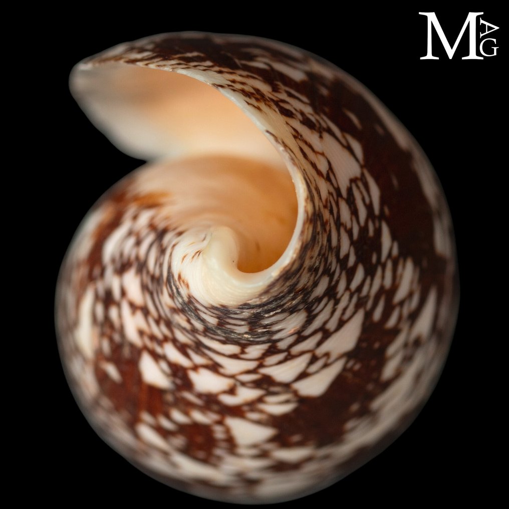 The “Prince Cone” 132mm Top!! Conus Aulicus f. Propenudus - Altezza: 132 mm - Larghezza: 55 mm- 124 g #4.3