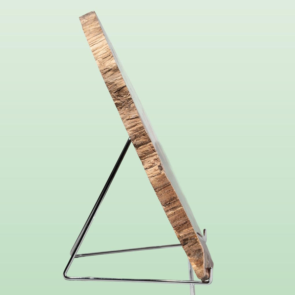 Splendida fetta di legno in colori rosso-ocra vivaci. - Legno fossile - Araucarioxylon arizonicum - 40 cm - 33 cm #1.0