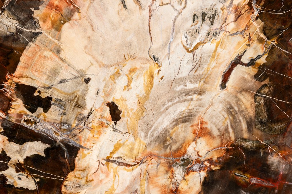 Splendida fetta di legno in colori rosso-ocra vivaci. - Legno fossile - Araucarioxylon arizonicum - 40 cm - 33 cm #4.3