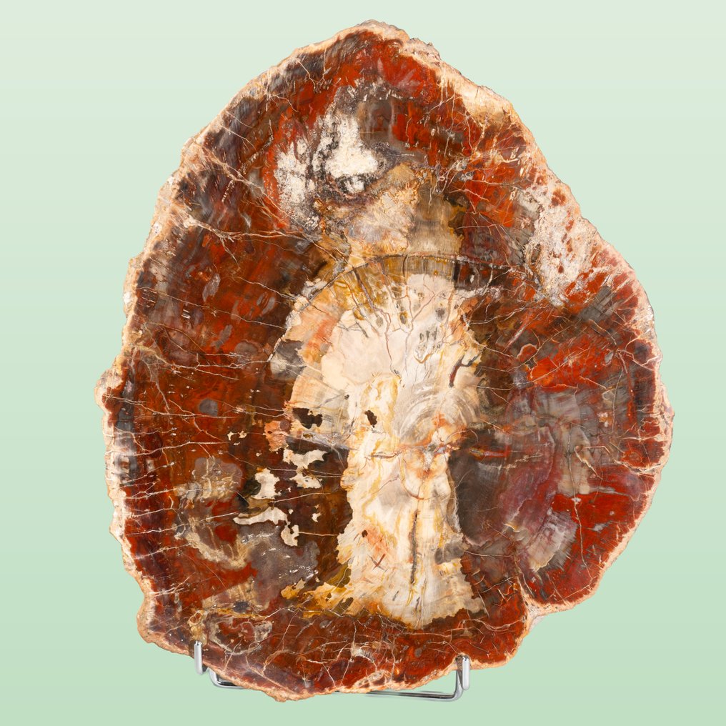 Splendida fetta di legno in colori rosso-ocra vivaci. - Legno fossile - Araucarioxylon arizonicum - 40 cm - 33 cm #1.0