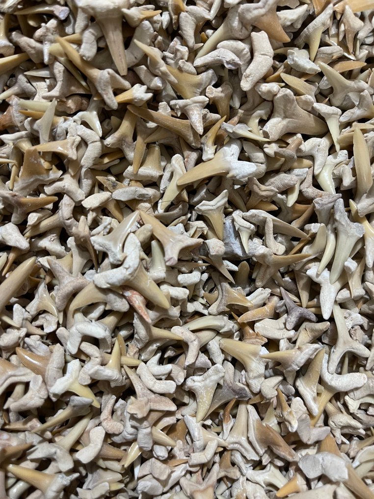 Cápa - Fosszilis fog - Dientes de Tiburon Lamma - 0 cm - 0 cm  (Nincs minimálár) #2.1