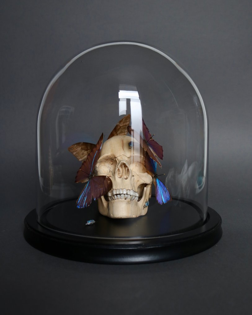 Farfalla Allestimento tassidermico a corpo intero - Vanité x Morpho zephyritis - 30 cm - 23 cm - 23 cm - Specie non CITES - 1 #2.1