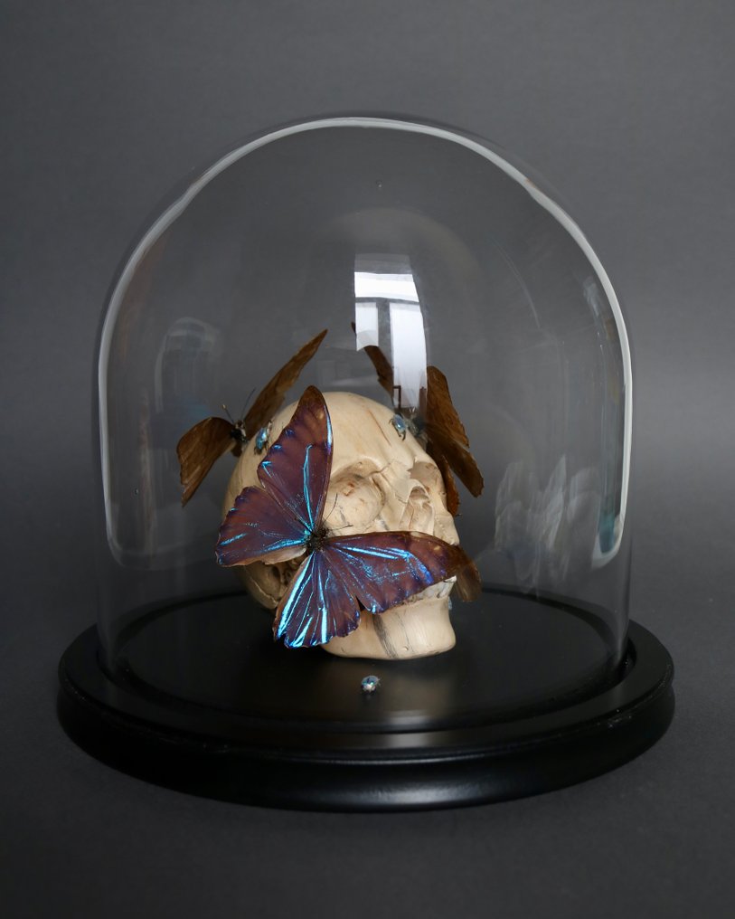 Farfalla Allestimento tassidermico a corpo intero - Vanité x Morpho zephyritis - 30 cm - 23 cm - 23 cm - Specie non CITES - 1 #4.3