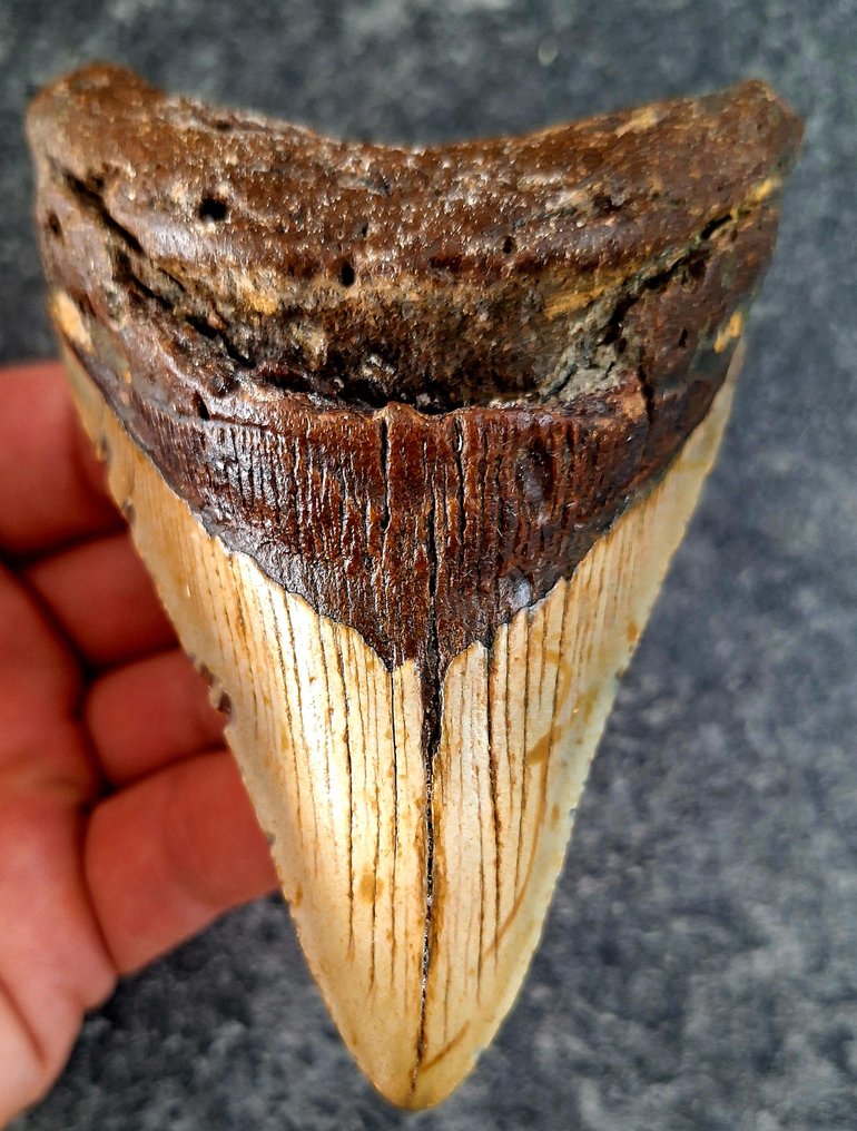 Megalodon - Fossil tooth - 10.9 cm - 7.6 cm #1.0