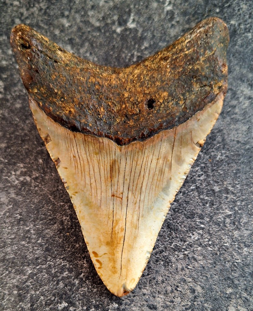 Megalodon - Fossil tooth - 10.9 cm - 7.6 cm #3.2