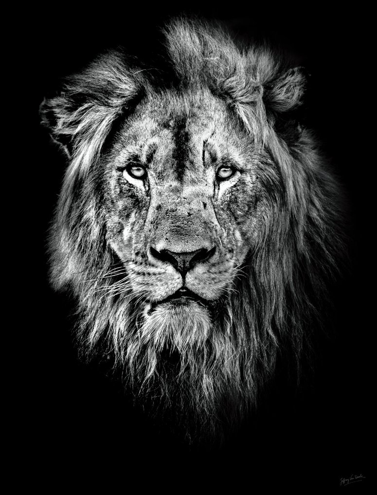 Jeffrey Van Daele - King of Shadows #1.0