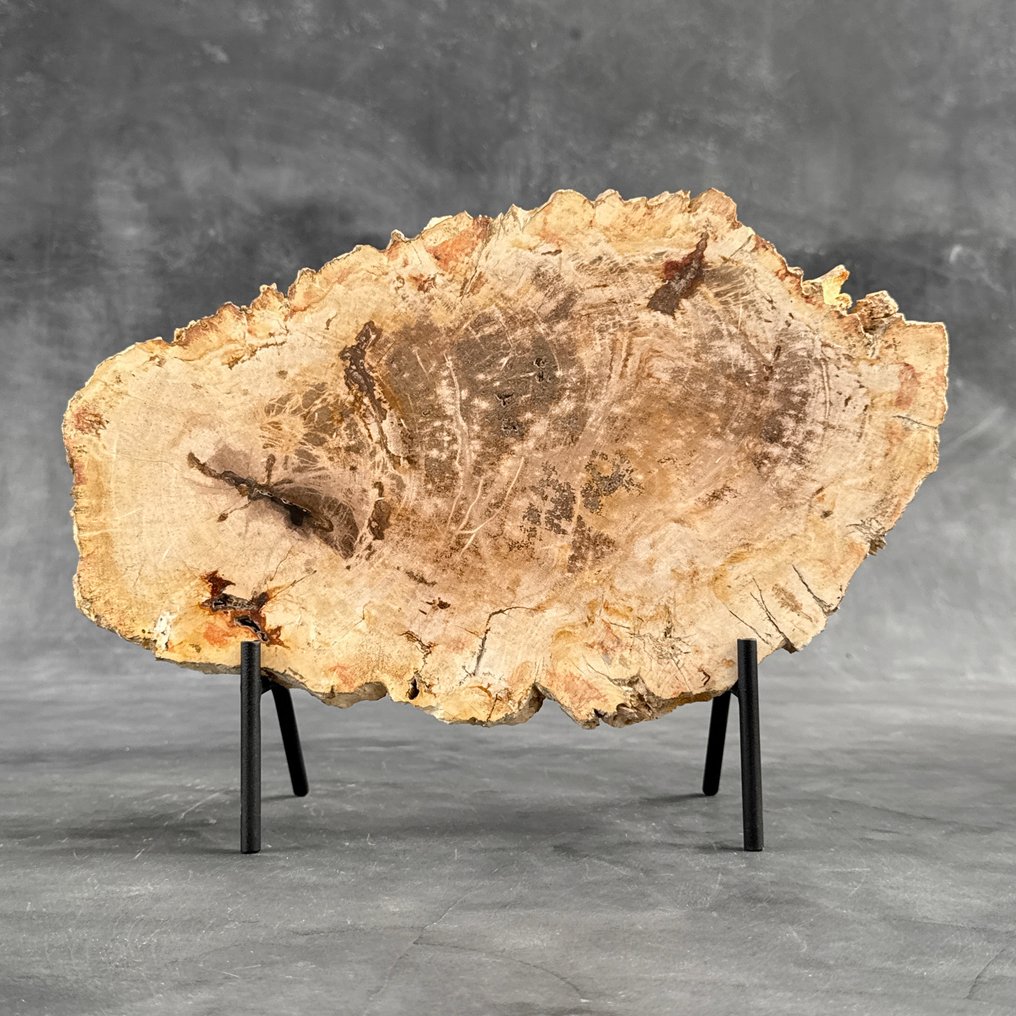 华丽的化石木片，放在定制底座上 - 化石木材 - 26.5 cm - 36 cm  (没有保留价) #2.1