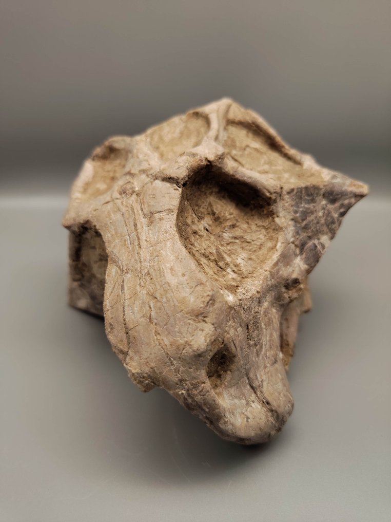 Super Large - 17cm - Fossiilinen kallo - Psittacosaurus - 17 cm #1.0