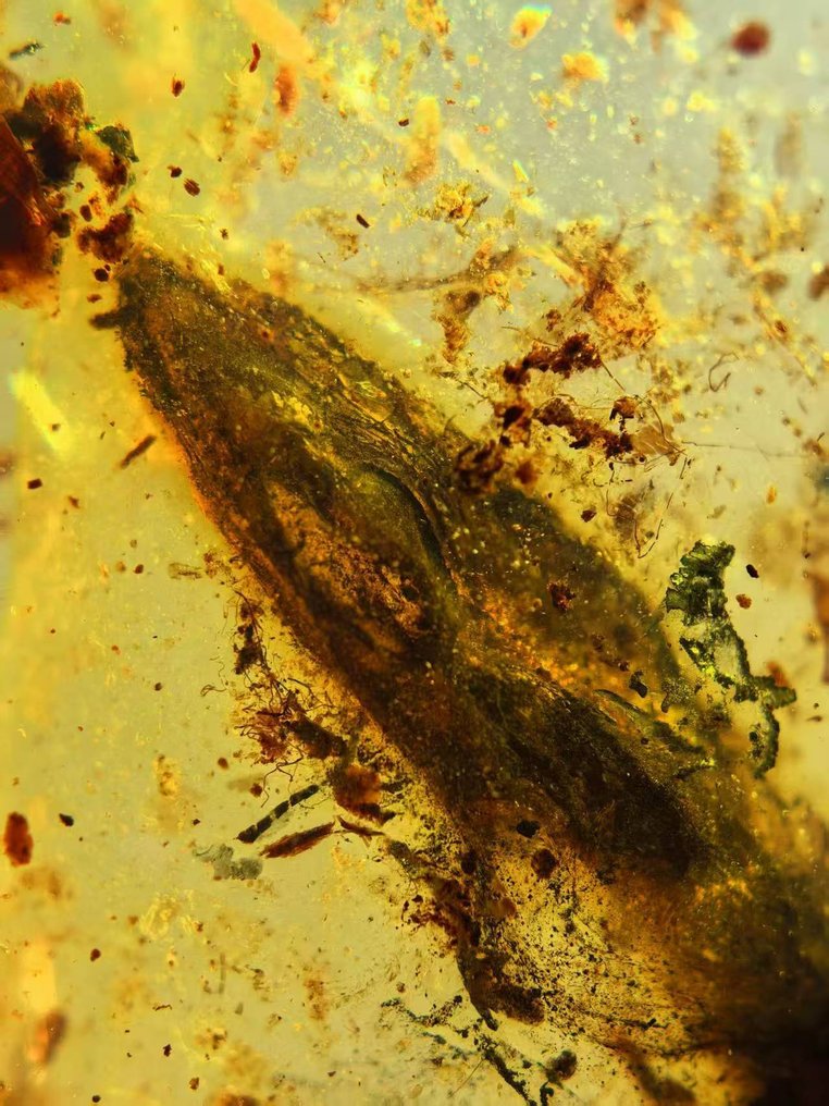 Amber - Amber - Lizard skull in amber - 30.4 mm - 18.6 mm #2.1