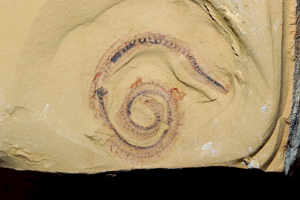 Verme - Matriz de fóssil - Cricocosmia - 5 cm - 5 cm #3.2